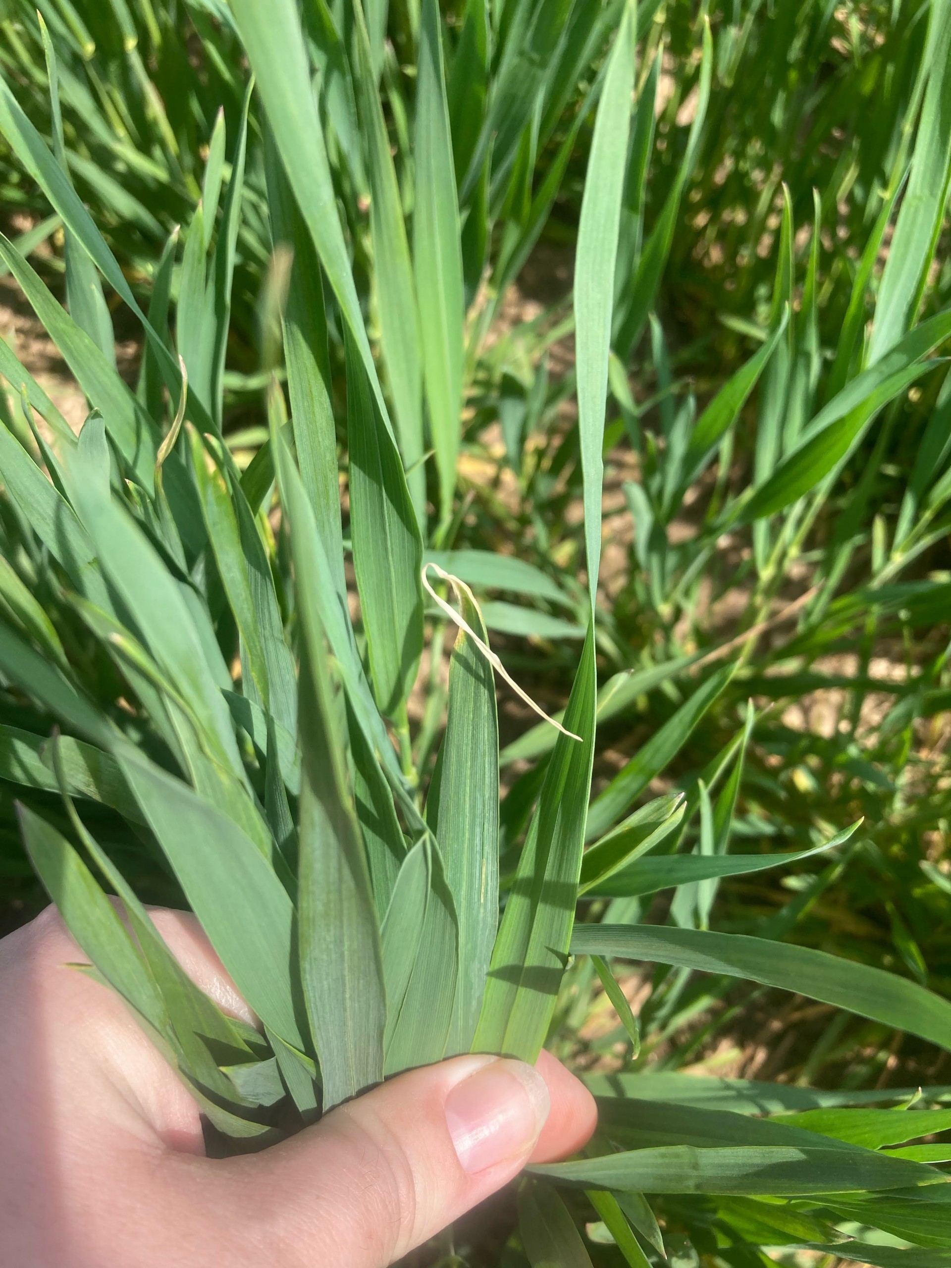 Leaf tip burn on a wheat.